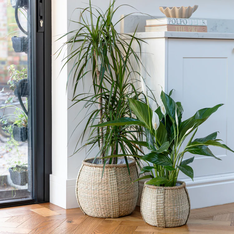 Seagrass Basket Set of 2 product image