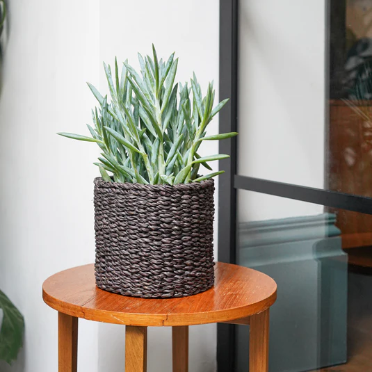 Seagrass Lined Set of 3  Planters product image